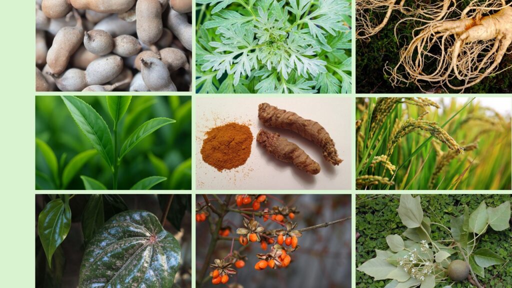 Colaj cu ingrediente tradiționale asiatice pentru skincare: tamarind, pelin, ginseng, ceai verde, turmeric, orez, betel, fructe goji și arbore camfor.