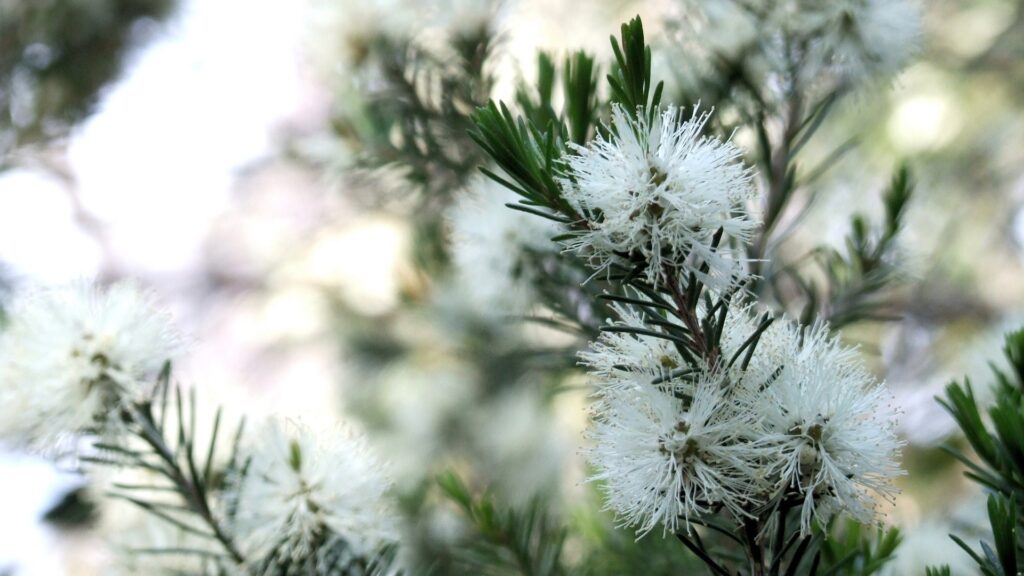 Extractul din frunză de Tea Tree (arborele de ceai) în cosmetice: beneficii, diferențe față de uleiul esențial și cele mai bune produse coreene